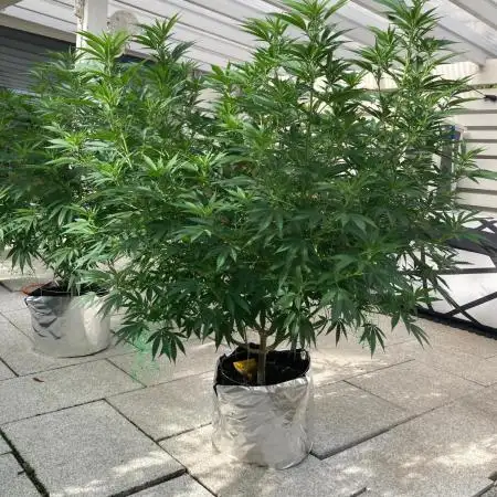 Dos Si Dos 33 Outdoor