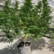 Dos Si Dos 33 Outdoor