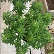 Dos Si Dos 33 Outdoor
