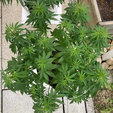 Dos Si Dos 33 Outdoor