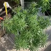 Melonade Runtz Outdoor