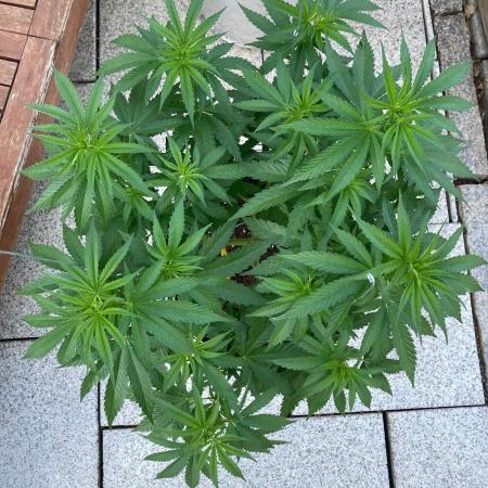 Dos Si Dos 33 Outdoor