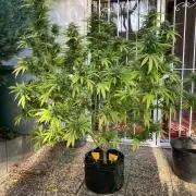 Dos Si Dos 33 Outdoor