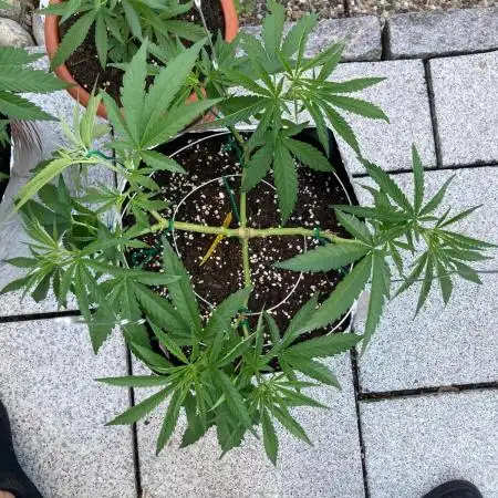 Melonade Runtz Outdoor