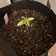 Melonade Runtz Outdoor