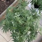 Melonade Runtz Outdoor