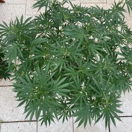 Melonade Runtz Outdoor