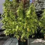 Dos Si Dos 33 Outdoor