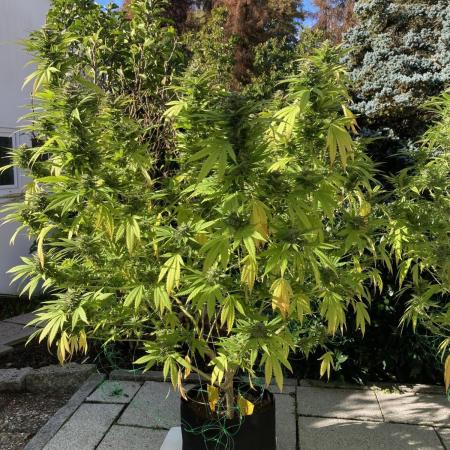 Dos Si Dos 33 Outdoor