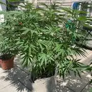 Melonade Runtz Outdoor