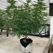 Dos Si Dos 33 Outdoor