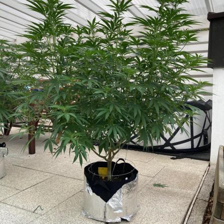 Dos Si Dos 33 Outdoor