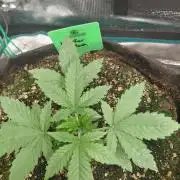 Monster Mash Exotic seed