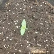 Cookie Gelato auto RQS
