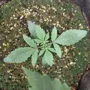 Guava x Gelato#41 auto GHS