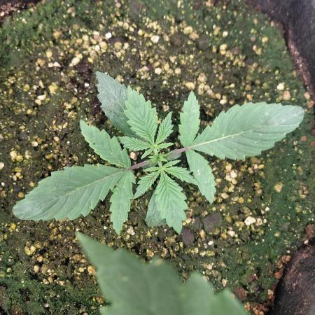 Guava x Gelato#41 auto GHS