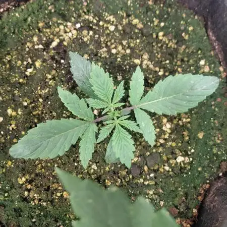Guava x Gelato#41 auto GHS