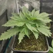 Aladdin Kush