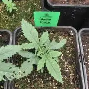 Aladdin Kush