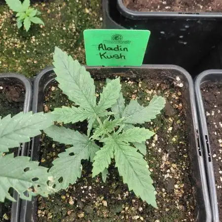 Aladdin Kush
