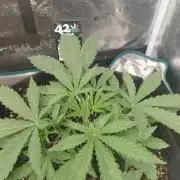 Guava x Gelato#41 auto GHS