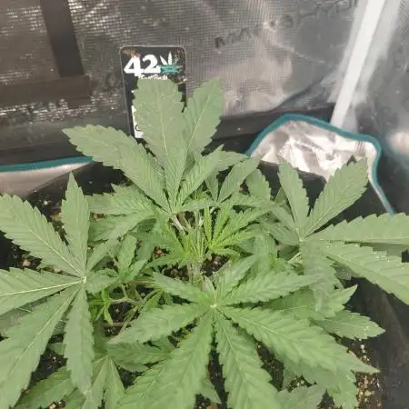 Guava x Gelato#41 auto GHS