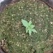 Monster Mash Exotic seed