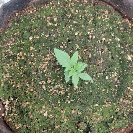 Monster Mash Exotic seed