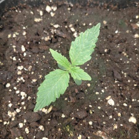 Dream Queen auto Humboldt Seed Company