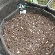 Cookie Gelato auto RQS