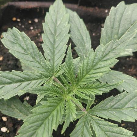 Dream Queen auto Humboldt Seed Company