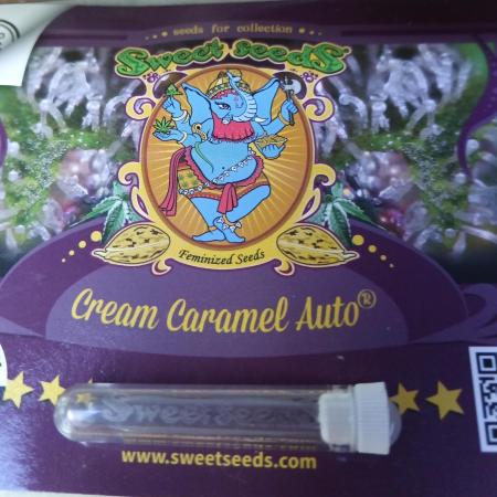 Sweet Seeds Cream Caramel auto