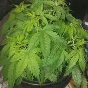 Melonade Runtz & Norther light X Amnecia