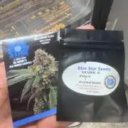 Saint’s Skunk D & Hollywood Blues