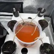 Saint’s Solo Cup Grow Elev8’s Zushi