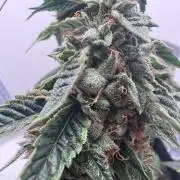 Saint’s OG Kiss 💋
