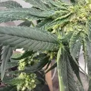 Saint’s OG Kiss 💋