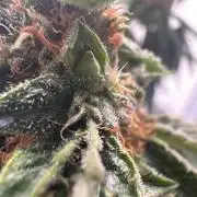 Saint’s OG Kiss 💋