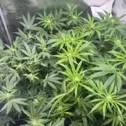 Saint’s Irie Maiden & Dread Zeppelin