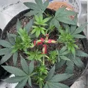 Saint’s Irie Maiden & Dread Zeppelin