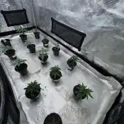 Saint’s Solo Cup Grow