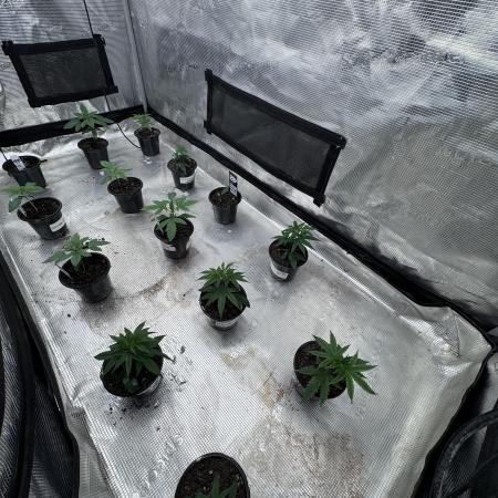 Saint’s Solo Cup Grow