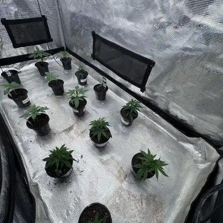 Saint’s Solo Cup Grow