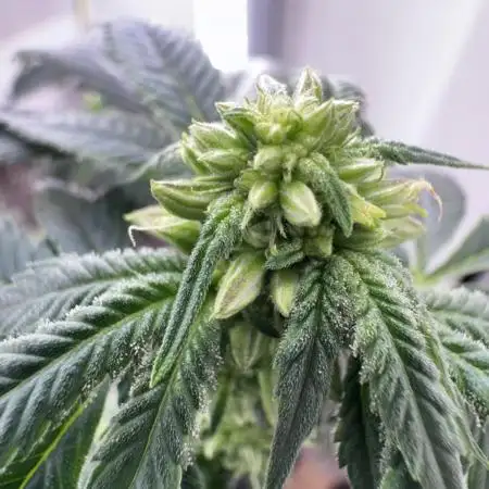 Saint’s OG Kiss 💋