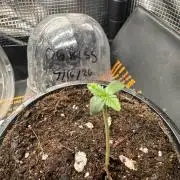 Saint’s OG Kiss 💋