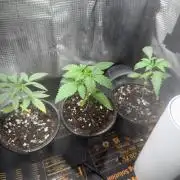 Saint’s Irie Maiden, Dread Zeppelin, WG