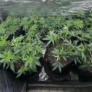 Saint’s Mixed Garden #1