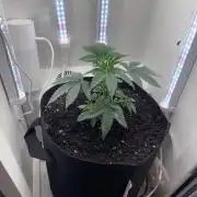 Saint’s OG Kiss 💋