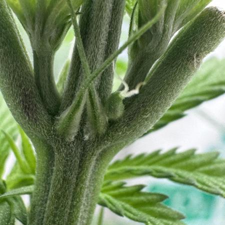 Saint’s OG Kiss 💋