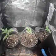 Saint’s Irie Maiden, Dread Zeppelin, WG
